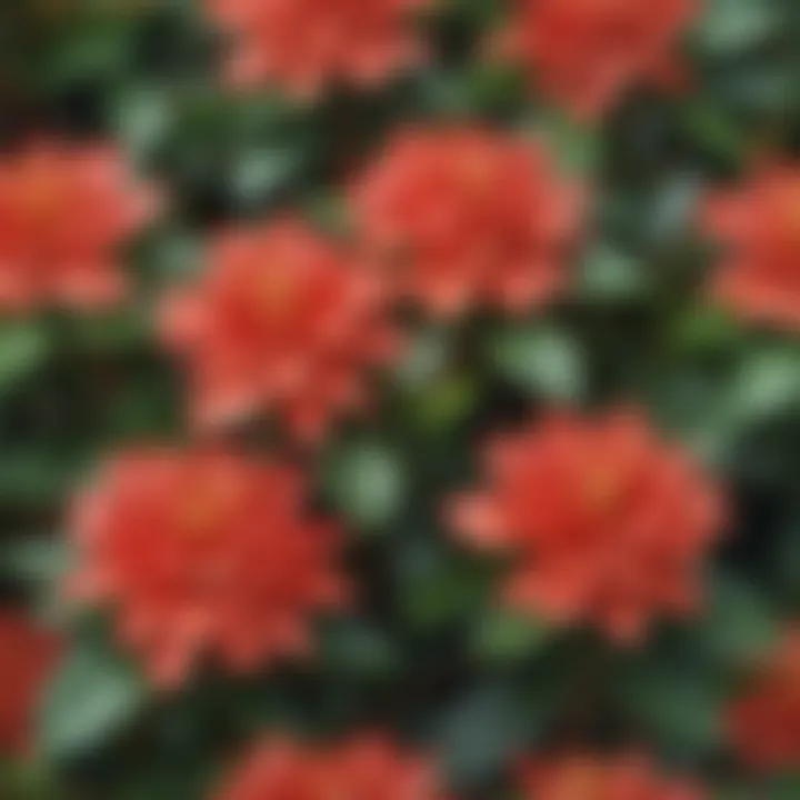 Close-up view of ixora flowers showcasing their intricate details